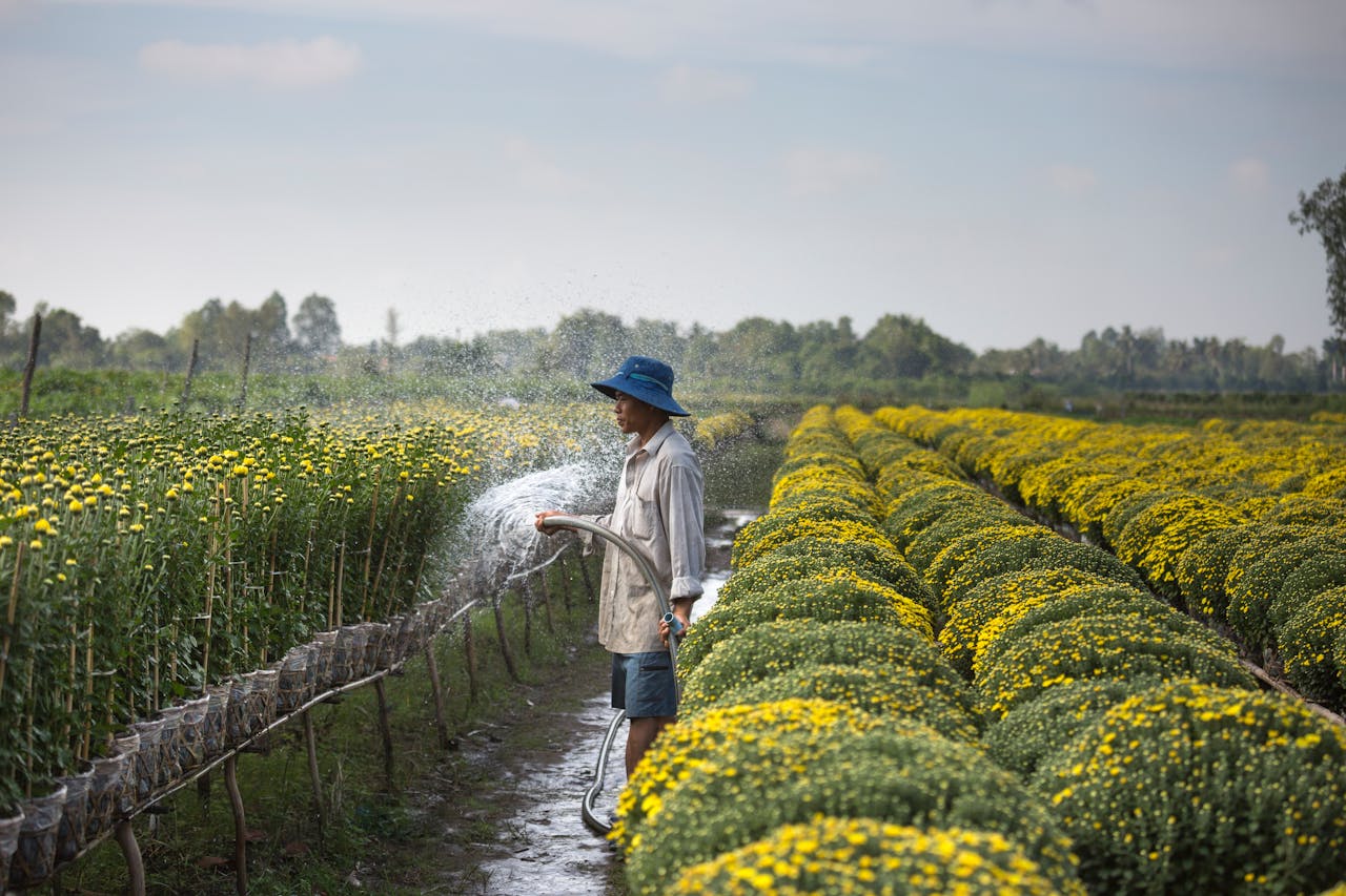 A farmer is watering rows of blooming yellow flowers in a sunny outdoor field.