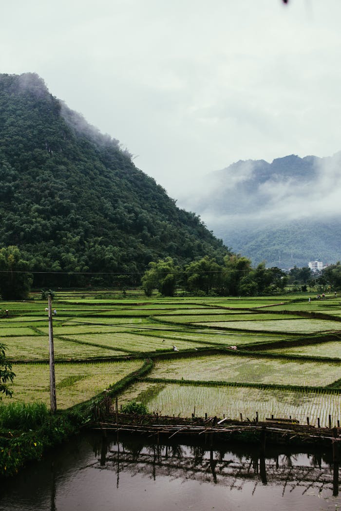 Lush rice fields with misty mountains and serene water reflect a tranquil landscape.